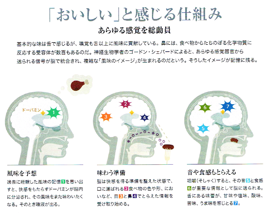 味覚の脳科学「おいしいと感じる仕組み」